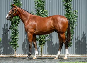 Lot 305 - The Autumn Sun - Gogoreilly Colt-Click here