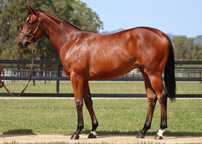 Lot 214 - Home Affairs x Telopea Filly-Click here