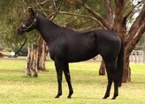 Lot 51 - MANAAJIMLonhro ex TawteenBroodmare-Click here