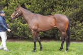 Lot 24 - L'Cosmo-Click here