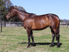 Lot 692 - MOSELLE VALLEYGuilianiex MontfleurRacehorse Filly/Mare-Click here