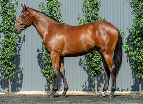 Lot 661 - Super Seth - Fast Company Colt-Click here