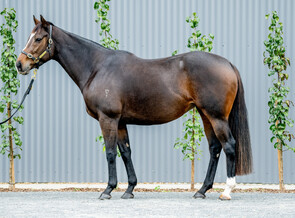 Lot 809 - Bronte Beach(Reliable Man - Bronte Lass)Broodmare-Click here