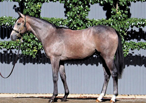Lot 70 - Best Of Bordeaux x Astara (NZ) Colt-Click here
