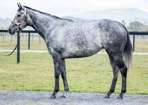 Lot 772 - Amicable(Dutch Art - Likable)Broodmare-Click here