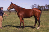 Lot 127 - Carrera To The Max-Click here