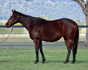 Lot 225 - Meteroa Miss (Northern Meteor x Dual Diamond)Broodmare-Click here