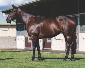Lot 35 - Simone Louise(Snitzel x Regimental Gal)Broodmare-Click here