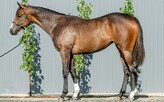 Lot 620 - Tarzino - Moravany filly-Click here
