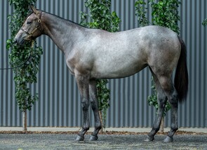 Lot 341 - Frosted - Hussy By Choice Filly-Click here