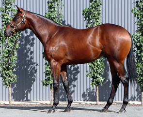 Lot 492 - I Am Invincible x Different To (NZ) Colt-Click here