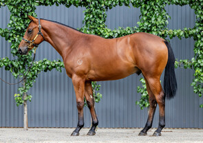 Lot 303 - Castelvecchio x I Am VerveColt-Click here