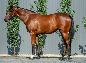 Lot 550 - Maurice (JPN) - Courtyard Circle Filly-Click here
