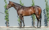 Lot 30 - Ocean Park - Sacred Rhythm colt-Click here