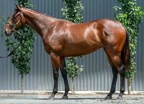 Lot 378 - King's Legacy - Jenga Filly-Click here