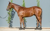 Lot 100 - Written By ex Matryoshka Colt -Click here