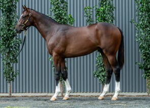 Lot 238 - Toronado - Eclat Colt-Click here