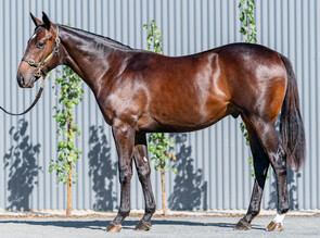 Lot 149 - Pierata - Girandola Colt-Click here
