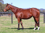 Lot 1208 - MINNAMOSAAlamosaex MinnaleoBroodmare-Click here