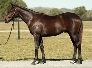 Lot 1750 - So You Think - Tornado Gal Colt-Click here