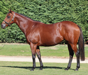 Lot 302 - Tinkalicious (NZ) (Nadeem x Tinkermia)Broodmare-Click here