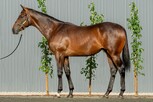 Lot 453 - The Autumn Sun - Gogoreilly colt-Click here