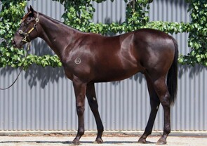 Lot 519 - Street Boss (USA) x MarignyColt-Click here