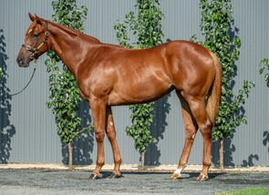 Lot 24 - King's Legacy - Paprika Filly-Click here