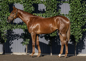 Lot 229 - Pinatubo (IRE) x Bourbon StreetColt-Click here