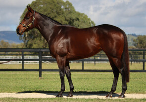 Lot 91 - Amoursirra (I Am Invincible x Moosirra)Filly-Click here