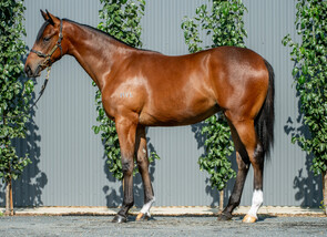 Lot 182 - Bivouac - Sherbet Bomb Filly-Click here