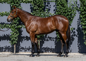 Lot 607 - Profiteer x Lot's Wife Colt-Click here