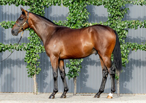 Lot 565 - Tarzino (NZ) x Rare DelightColt-Click here
