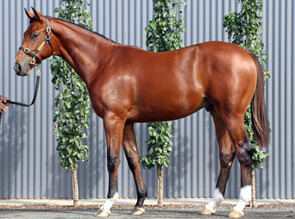 Lot 340 - Farnan x Tavarnelle Colt-Click here