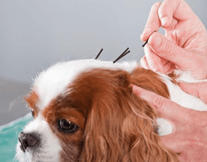 Acupuncture for Animals