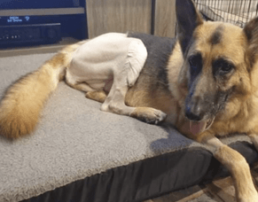 Crate resting and Confinement after Surgery or Injury