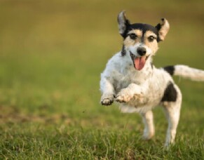OPTIMA Canine Fitness &amp; Wellbeing Classes