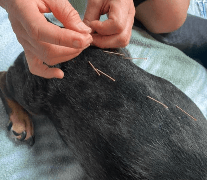 Dachshund receiving acupuncture from animal physiotherapist: Katrinka Geelen