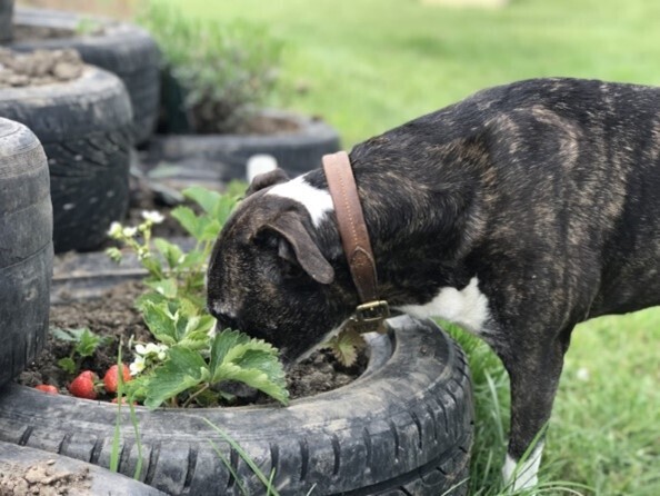 Herbs and spices in the garden work really well as sensory enrichment.