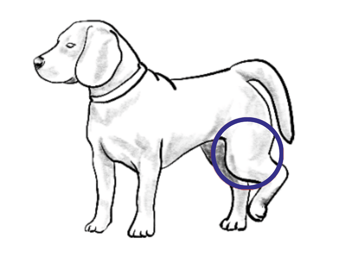 Drawing of dog with hind leg circled where affected by Cruciate Disease