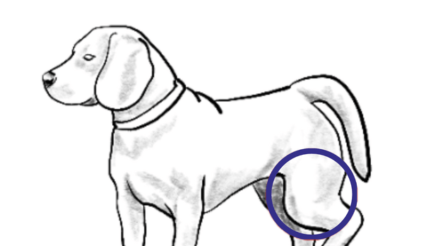 Physiotherapy for Cruciate Injury in Dogs