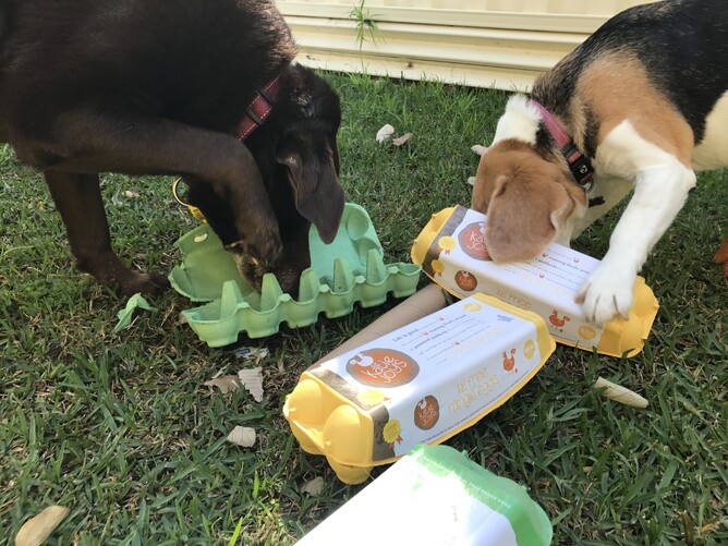 Canine Enrichment OPTIMA Animal Physio canine-enrichment-optima-animal-physio