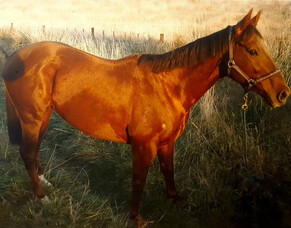 How I Entered the World of Animal Physio