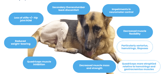Issues that develop through a Canine Cruciate Injury