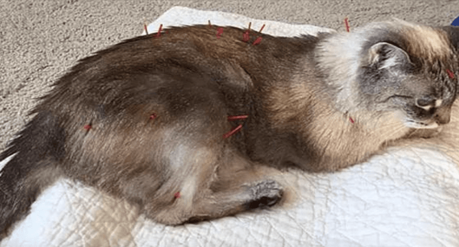 Cat with acupuncture needles along back