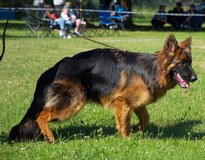 Canine Hip Dysplasia: Causes, Consequences, and Management