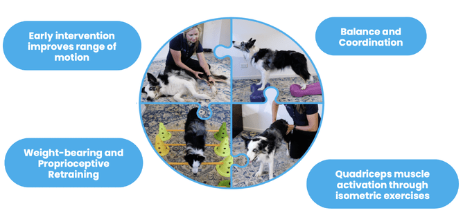 Treatments for Canine Cruciate Disease