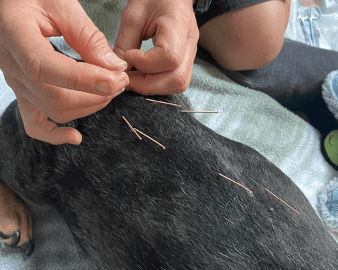 Dachshund receiving acupuncture as treatment for IVDD