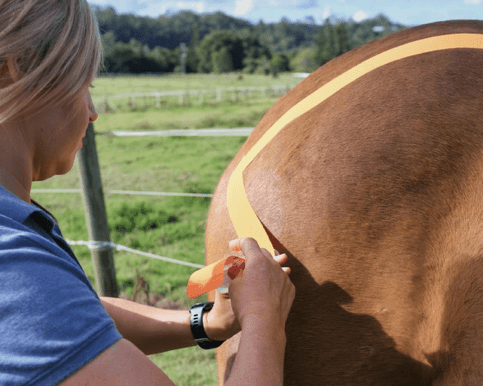 Horse being taped by Equine Animal Physiotherapist