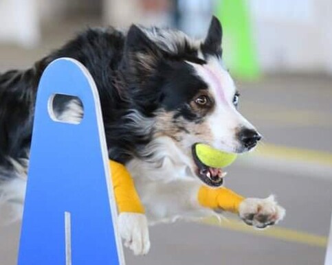 Border Collie jumping over hurdle at Canine Fitness Class